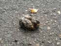 bird1.1.jpg