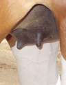 udder17.jpg