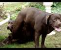 labradors chocolat_2.gif