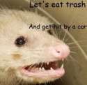 let's eat trash and get hit by a car.jpg