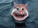 sharkcat.jpg