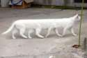 long_cat.jpg