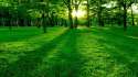 Green 2.jpg