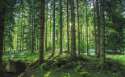 Green Forest.jpg