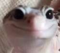 Happy Lizard.png