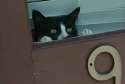 catSpy.jpg