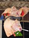 smug pig.jpg