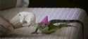. (13).gif