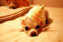 daisy-birthday-2.jpg