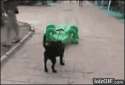 inflatable-alligator-chases-dog.gif