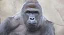 tmp_23675-harambe-22-1298052885.jpg