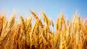 hi-wheat-852-8col.jpg