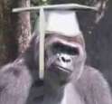 Harambe.jpg