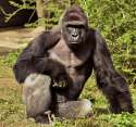 01-gorilla-harambe-death.adapt.768.1.jpg