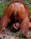 orangutan.jpg