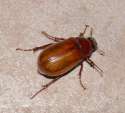 june-bug-770c1.jpg