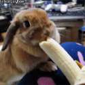 banana 2.gif