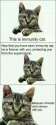 immunity cat.jpg