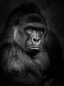 Harambe (2).jpg