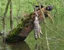 Weird-Worst-Execution-Methods-Scaphism.jpg