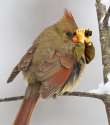 birdswitharms6.jpg