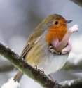 birdswitharms10.jpg