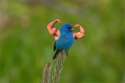 birdswitharms11.jpg