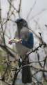 birdswitharms16.jpg
