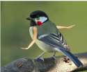 birdswitharms18.jpg