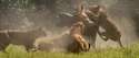 lions-hunting.jpg