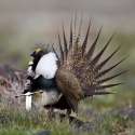 birdswitharms22.jpg
