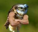 birdswitharms23.jpg