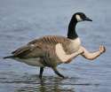 birdswitharms26.jpg