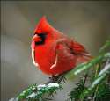 birdswitharms27.jpg