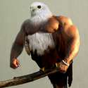 photohawk.jpg