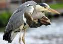 birdswitharms32.jpg