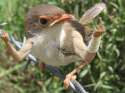 birdswitharms35.jpg