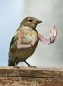 birdswitharms36.jpg