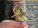 birdswitharms38.jpg