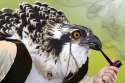 birdswitharms39.jpg