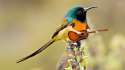 birdswitharms41.png