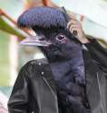 bird-with-arms-13.jpg