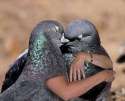 birds-with-arms-41.jpg