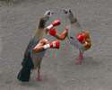 birdswitharms43.jpg