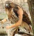 birdswitharms47.jpg