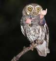 birdswitharms48.jpg
