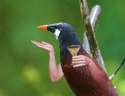 birdswitharms49.jpg