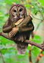 birdswitharms54.jpg
