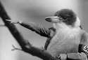 birdswitharms55.jpg