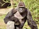 harambe.jpg